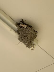 つばめが巣立ちました