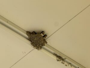 つばめが巣立ちました